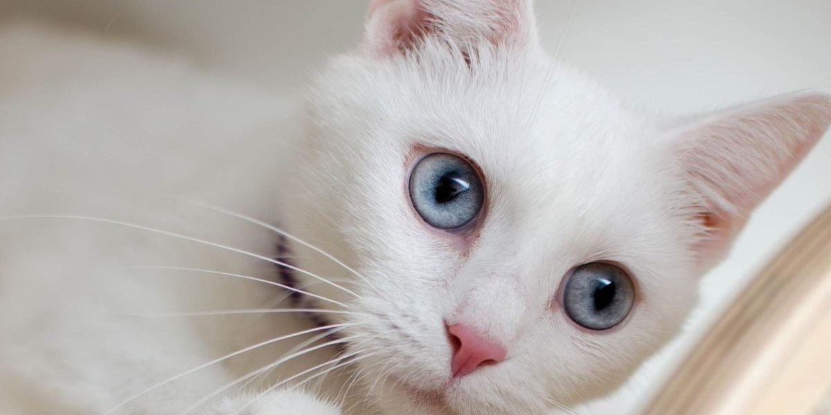 Gatinho viraliza na web por dormir em uma posição inusitada