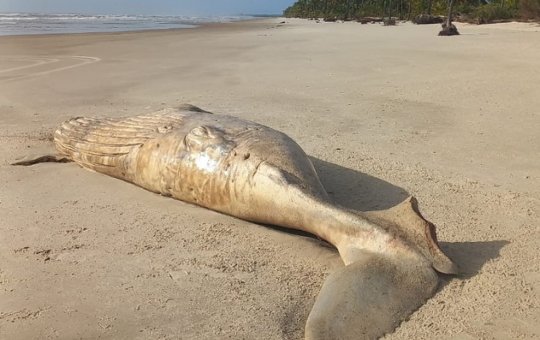 Baleia jubarte é encontrada morta e com mordidas de tubarão na Bahia