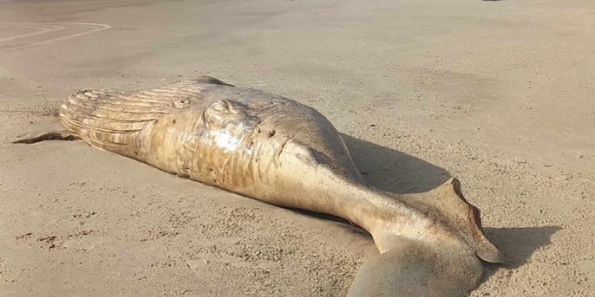Baleia jubarte é encontrada morta e com mordidas de tubarão na Bahia