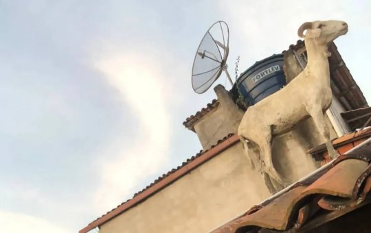 Bode é encontrado em telhado de casa no extremo sul da Bahia