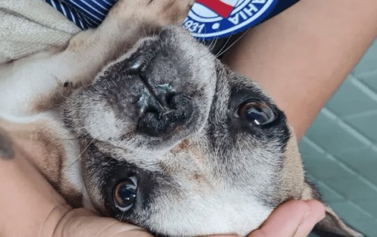 Agentes da Coppa resgatam cão abandonado em apartamento no Garcia, em Salvador
