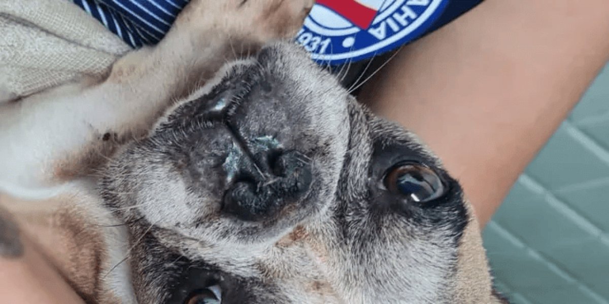 Agentes da Coppa resgatam cão abandonado em apartamento no Garcia, em Salvador