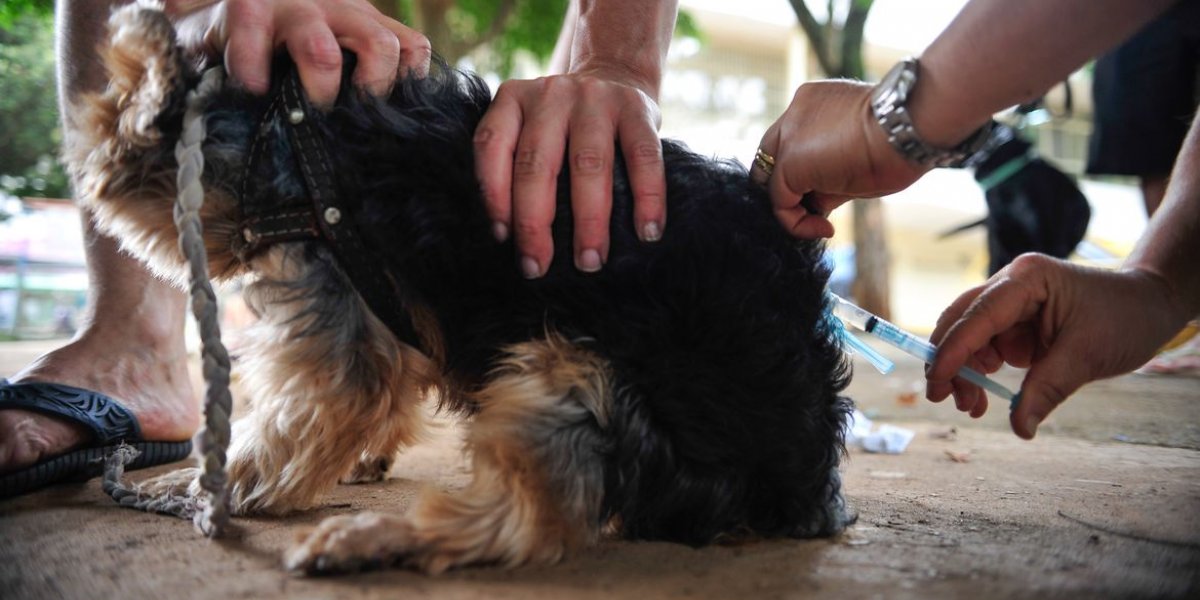 Dia Mundial Contra a Raiva traz alerta sobre importância da vacinação