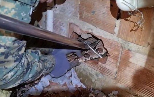 Jiboia é encontrada entre paredes de uma residência em Cajazeiras