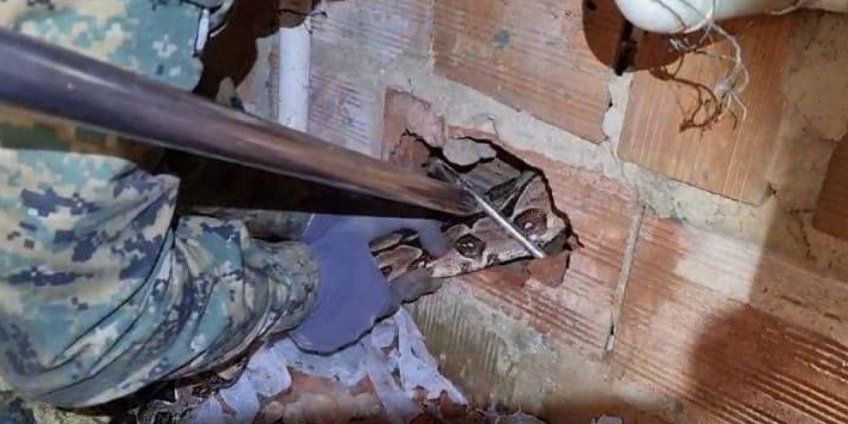 Jiboia é encontrada entre paredes de uma residência em Cajazeiras