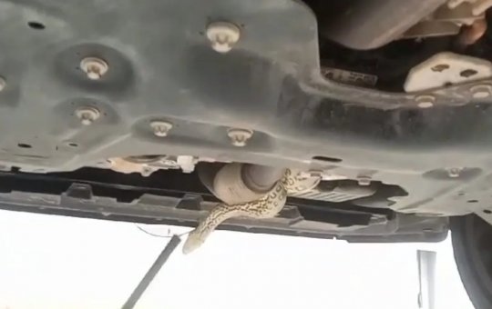 Carro de 200 mil é Desmontado para retirada de Sucuri