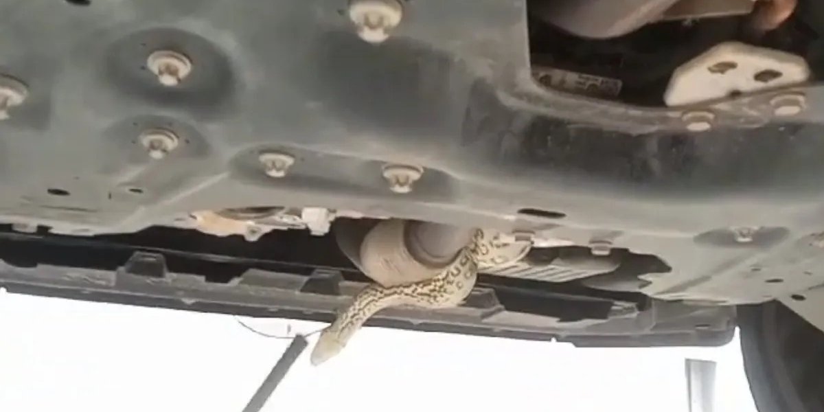 Carro de 200 mil é Desmontado para retirada de Sucuri