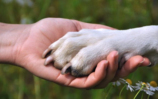 ONGs e protetores de animais receberão rações da prefeitura na próxima segunda