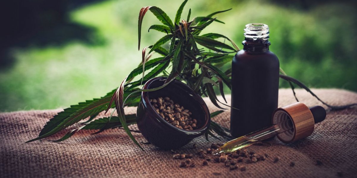 Congresso discute uso de cannabis medicinal para tratamento da dor