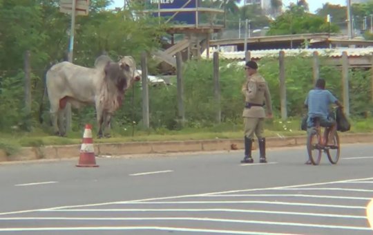 Boi é atropelado por carro e persegue homem na Orlando Gomes