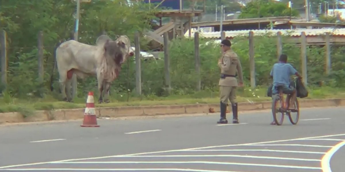 Boi é atropelado por carro e persegue homem na Orlando Gomes
