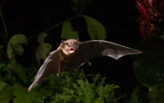 Prefeitura de Feira de Santana confirma o décimo caso de raiva em morcego