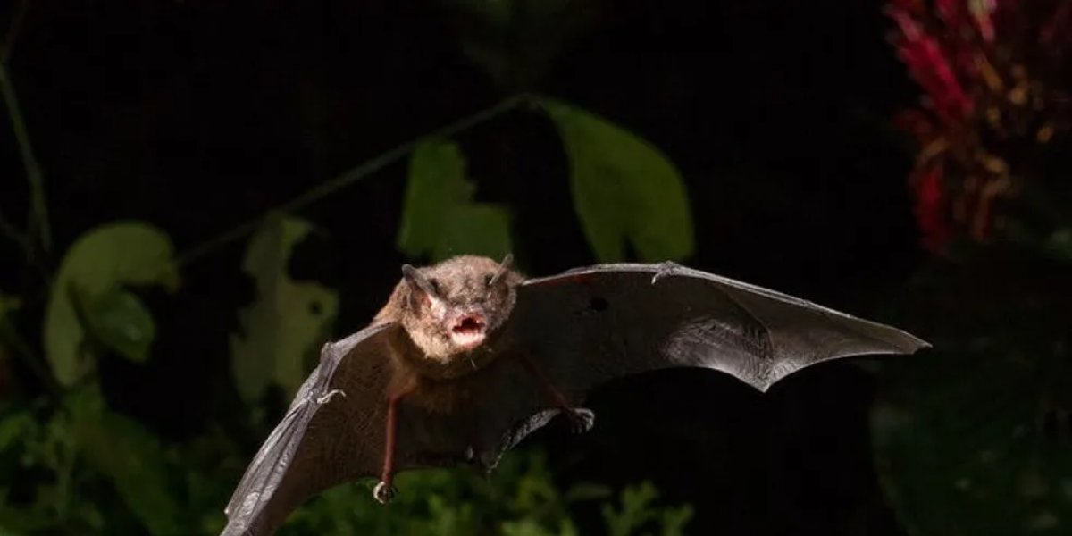 Prefeitura de Feira de Santana confirma o décimo caso de raiva em morcego