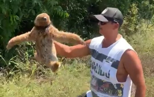 Homem retira bicho preguiça de rodovia no Sul da Bahia