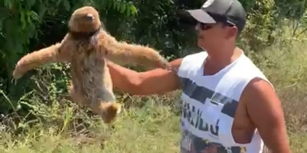 Homem retira bicho preguiça de rodovia no Sul da Bahia