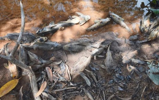 Contaminação no Rio São Francisco mata mais de mil peixes, causa é investigada
