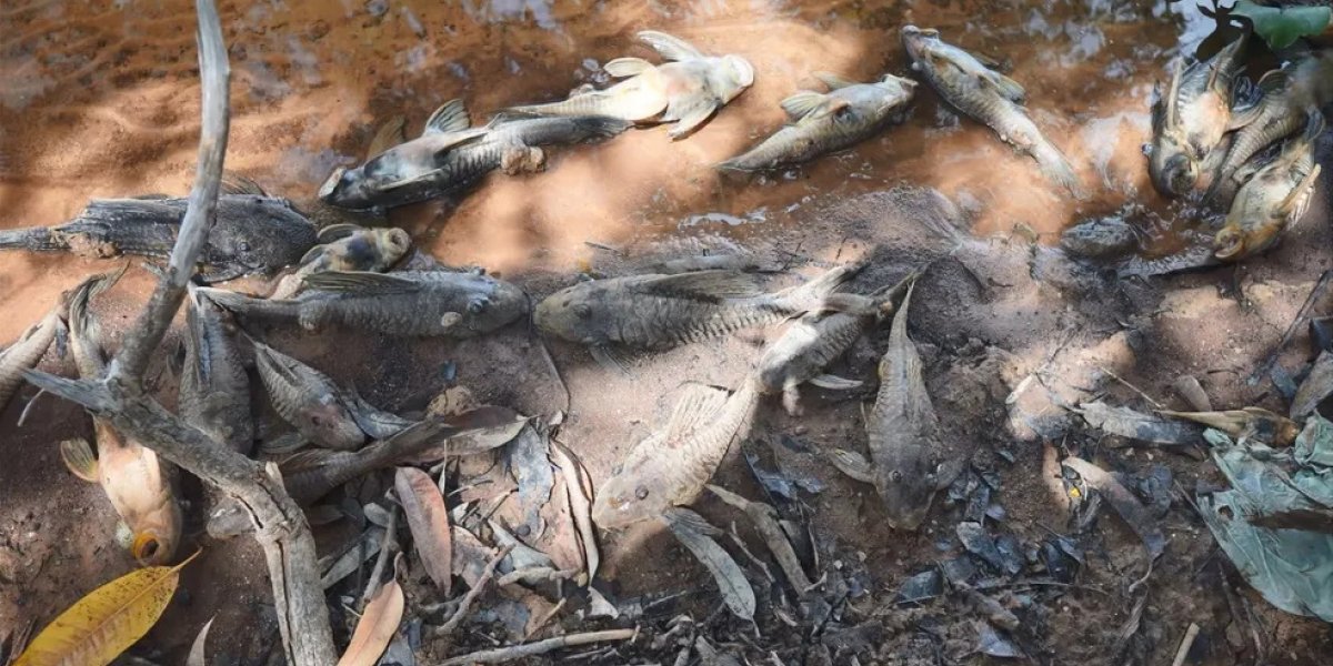 Contaminação no Rio São Francisco mata mais de mil peixes, causa é investigada