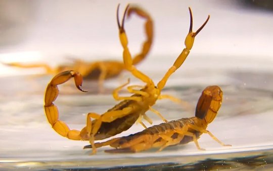 Mulher morre depois de ser picada por escorpião em Vitória da Conquista