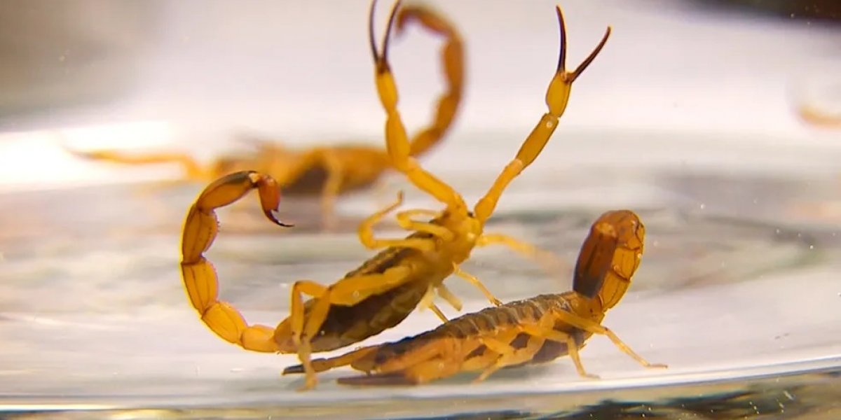 Mulher morre depois de ser picada por escorpião em Vitória da Conquista