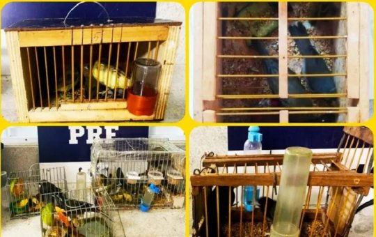 Aves silvestres são resgatadas pela PRF no sudoeste da Bahia