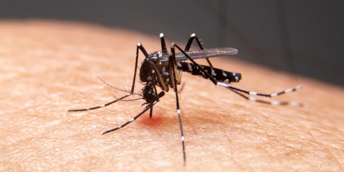 Municípios da Bahia estão em estado de alerta contra epidemia de Dengue