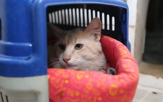 Animais também estão sujeitos a estresse devido às altas temperaturas