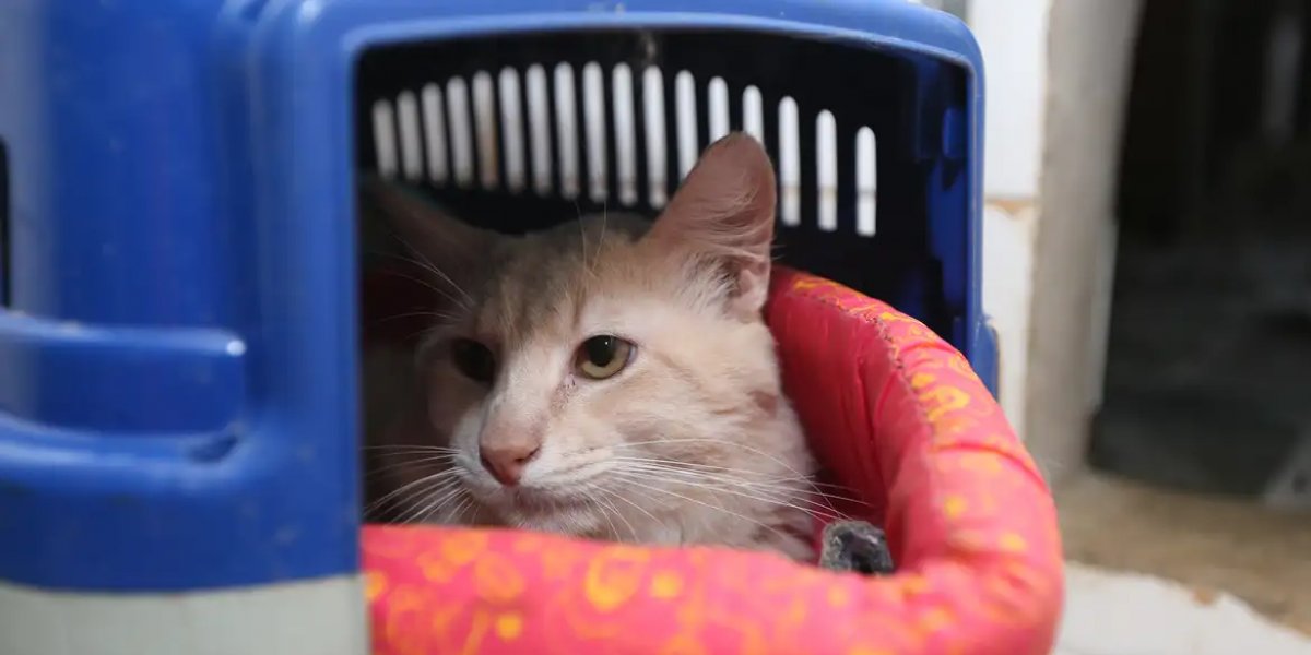 Animais também estão sujeitos a estresse devido às altas temperaturas