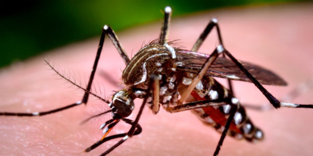Bahia tem aumento nos casos de dengue