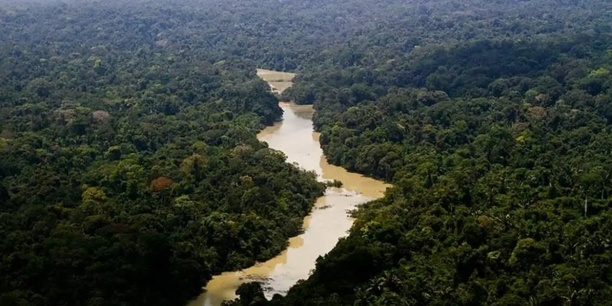Governo cria plano de ação para desenvolvimento florestal