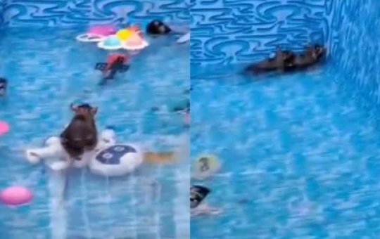 Mulher encontra ratos gigantes na piscina dos filhos