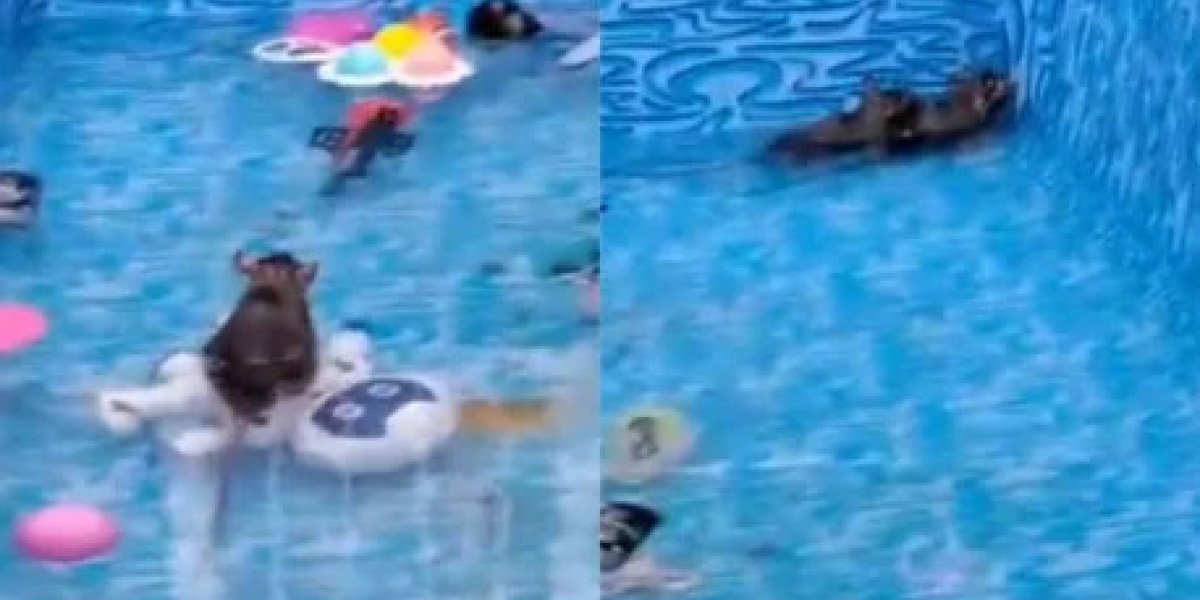 Mulher encontra ratos gigantes na piscina dos filhos