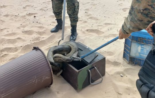 Cobra é resgatada na praia de Piatã