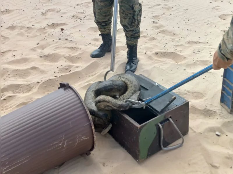 Cobra é resgatada na praia de Piatã