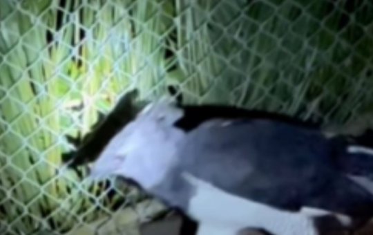 Raro animal em extinção é recebido no Zoológico de Salvador
