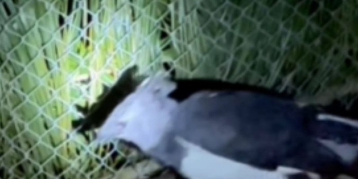 Raro animal em extinção é recebido no Zoológico de Salvador