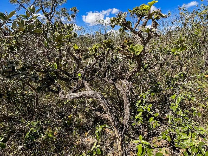 Governo lança 4ª fase do plano de ação contra desmatamento do Cerrado