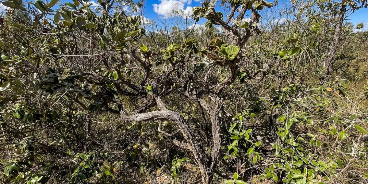 Governo lança 4ª fase do plano de ação contra desmatamento do Cerrado