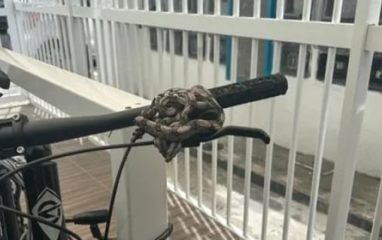 Jiboias enroladas em bicicleta são resgatadas em condomínio no Cabula V