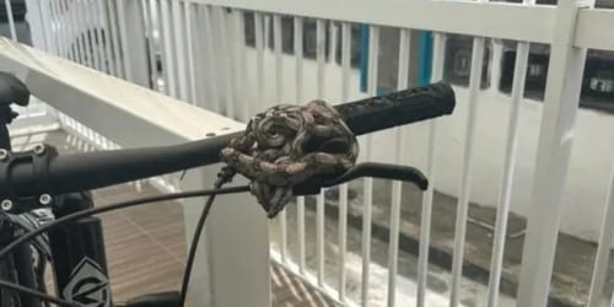 Jiboias enroladas em bicicleta são resgatadas em condomínio no Cabula V