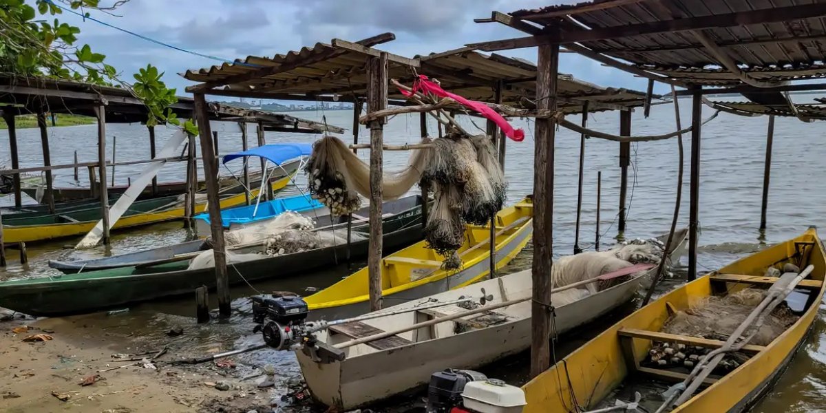 Peixe na água e rede vazia: desastre da Braskem atinge pescadores