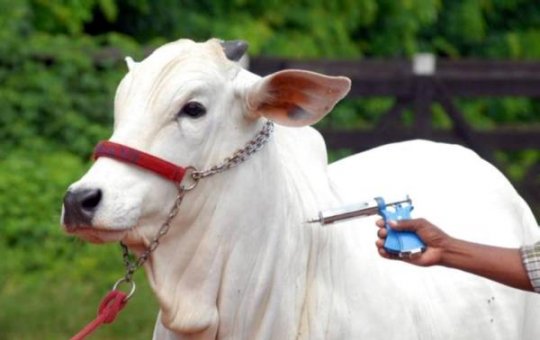 Vacinação contra febre aftosa tem prazo prorrogado até janeiro de 2024
