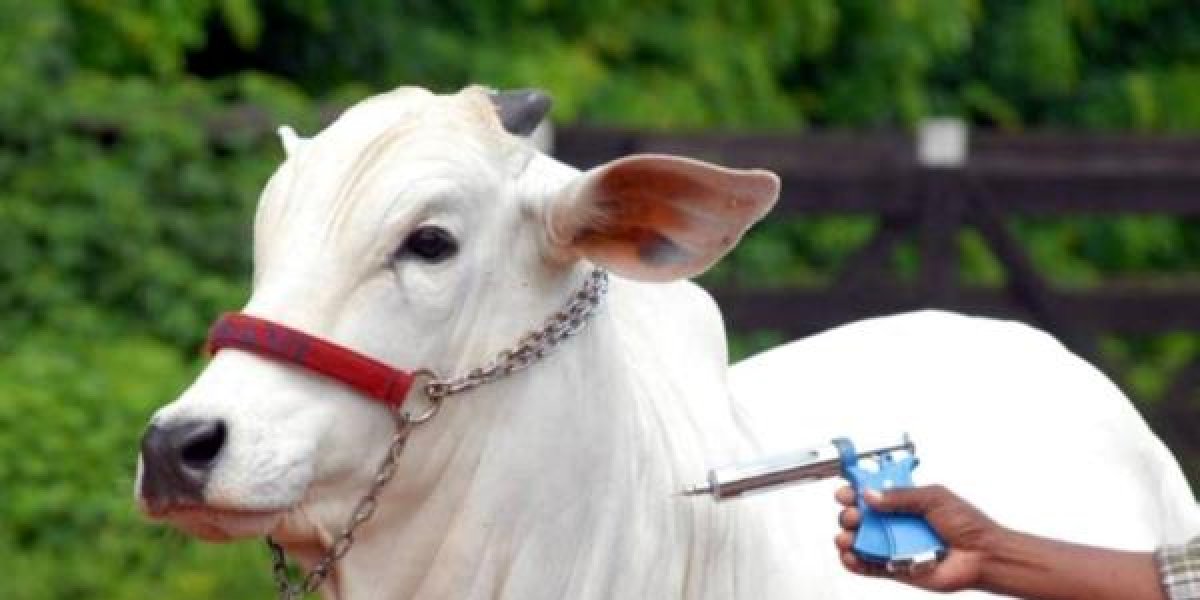 Vacinação contra febre aftosa tem prazo prorrogado até janeiro de 2024