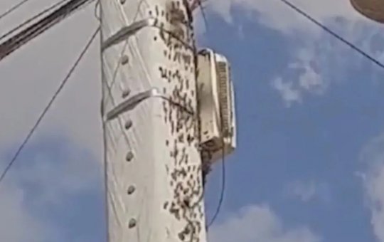 Homem vai parar na UTI depois de ser atacado por abelhas em Vitória da Conquista