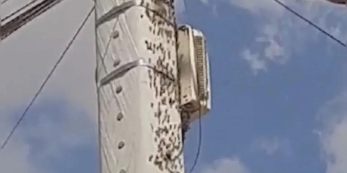 Homem vai parar na UTI depois de ser atacado por abelhas em Vitória da Conquista