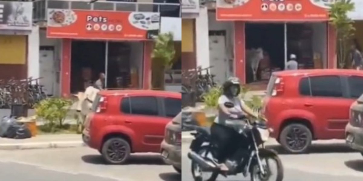 Boi invade petshop e causa correria na cidade de Amargosa