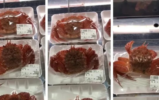Vídeo mostra caranguejo embalado vivo no Japão e web crítica