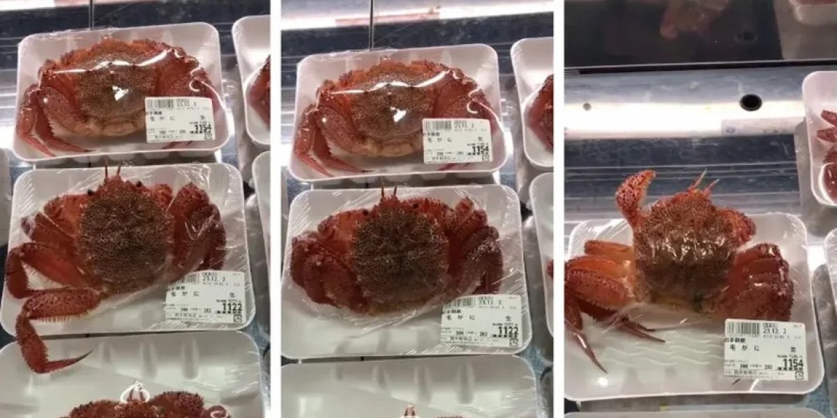 Vídeo mostra caranguejo embalado vivo no Japão e web crítica