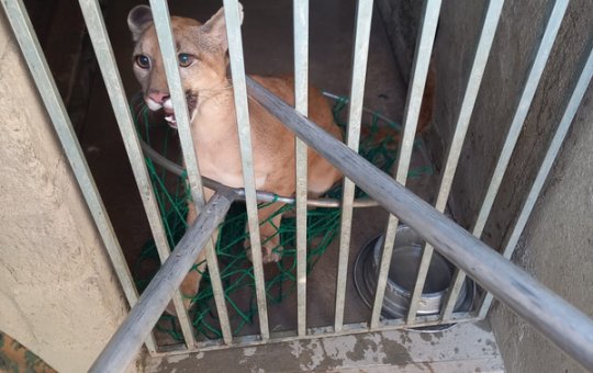 Policias militares resgatam onça parda que estava sendo mantida em cativeiro