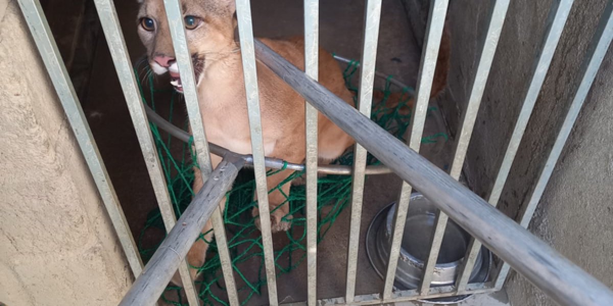 Policias militares resgatam onça parda que estava sendo mantida em cativeiro