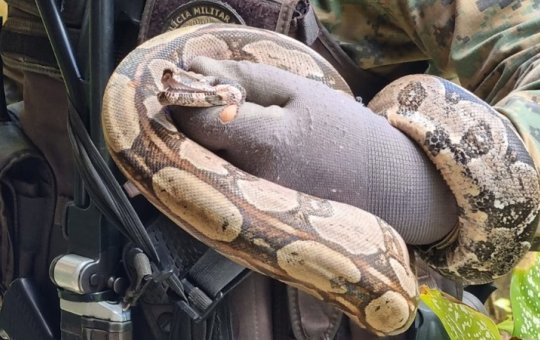 Jiboia é resgatada em condomínio em Salvador